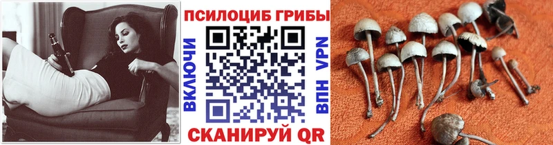Купить  Шатура  Галлюциногенные грибы мицелий 